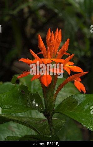 Fiery Spike (Aphelandra aurantiaca) flowers wild at Amazon Igapo rainforest Ecuador South America May Stock Photo