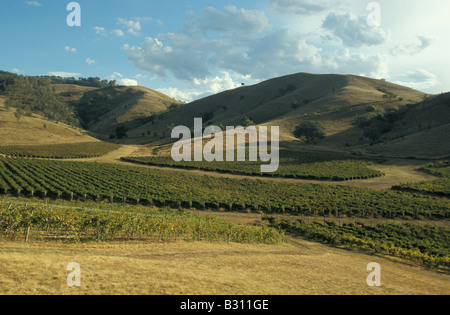Vineyards Simon Gilbert Wines Mudgee New South Wales Australia Stock Photo