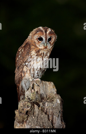 Tawny Owl Strix aluco on post looking alert Potton Bedfordshire Stock Photo
