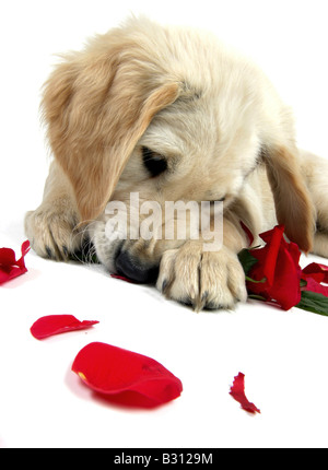 Golden Retriever Stock Photo