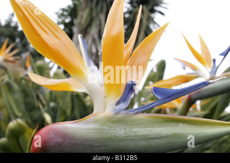 Strelitzia reginae, crane flower, bird of paradise flower, geel piesang Stock Photo