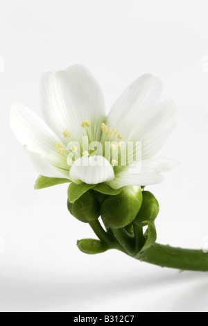 Dionaea muscipula, Venus flytrap Stock Photo