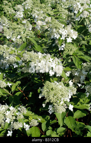 HYDRANGEA PANICULATA TARDIVA Stock Photo