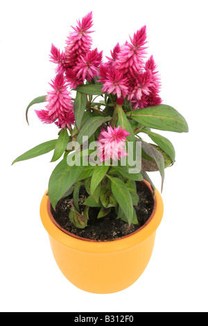 plumed cockscomb, fireweed, Red Spinach (Celosia Venezuela Caracas, Celosia  argentea Plumosa, Celosia plumosa), plant in yellow Stock Photo - Alamy