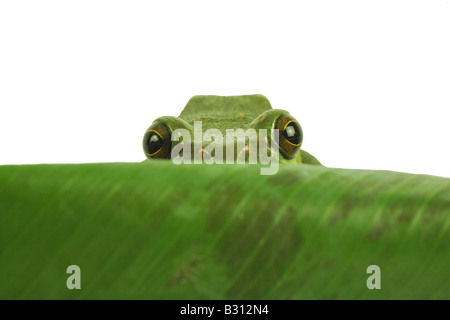 Rhacophorus dennysi, Blanford's whipping frog, asian gliding tree frog, asian gliding treefrog Stock Photo