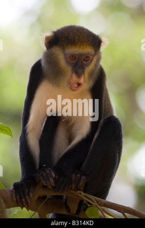 Mona monkey in Boabeng Fiema Monkey Sanctuary Ghana Stock Photo - Alamy