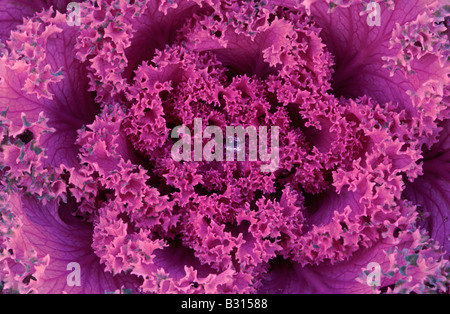 Macro study of a raindrop gathered in the centre of a Nagoya Rose (Nagoya Series) Stock Photo