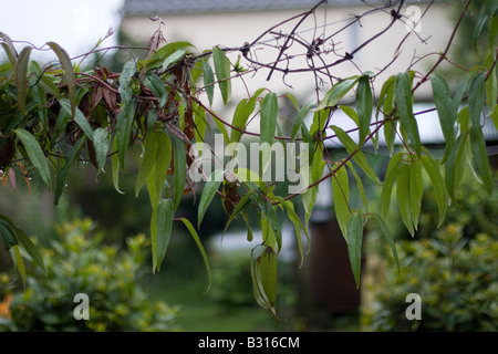 The wet, green leaves of a climbing plant in an English garden on a rainy, murky day. Stock Photo