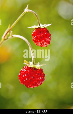 wild strawberry in nature close up photo Stock Photo