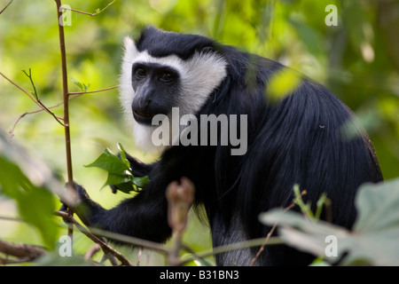 Western black and white colobus Boabeng Fiema Monkey Sanctuary Stock Photo