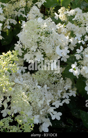 HYDRANGEA PANICULATA BRUSSELS LACE Stock Photo - Alamy