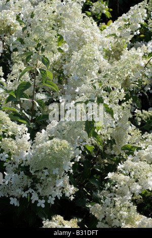 HYDRANGEA PANICULATA 'BRUSSELS LACE' Stock Photo - Alamy