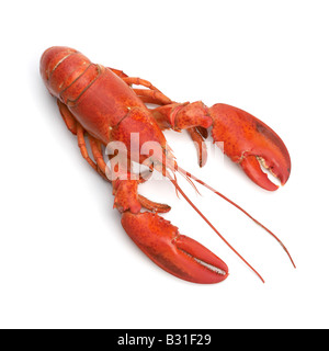 Cooked atlantic lobster Stock Photo