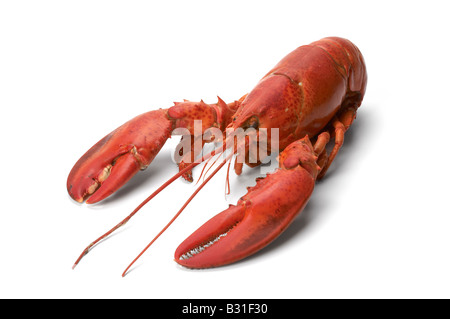 Cooked atlantic lobster Stock Photo