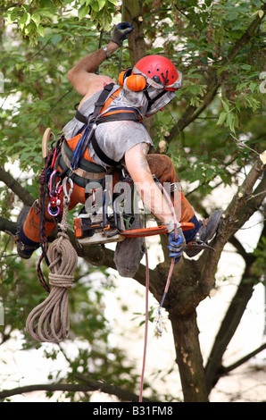 Woodcutter on a tree Stock Photo