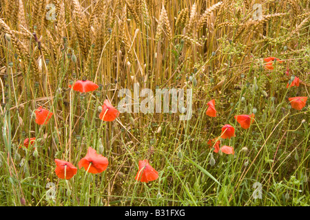 Poppies on the edge of a wheat field in the Yorkshire Wolds, UK Stock Photo
