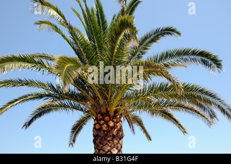 DATE PALM TREE Stock Photo