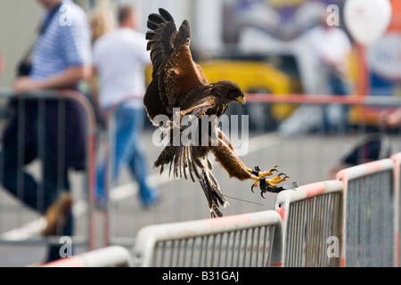 Harris Hawk landing on railing during falconry display Stock Photo