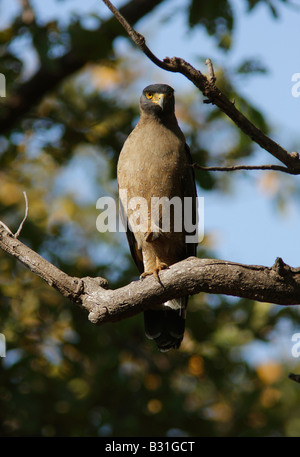 Crested serpent eagle on a branch at Tadoba Forest. Stock Photo
