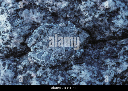 California Treefrog (Pseudacris cadaverina, former Hyla cadaverina, Hyla californiae) sits camouflaged against granite boulder. Stock Photo