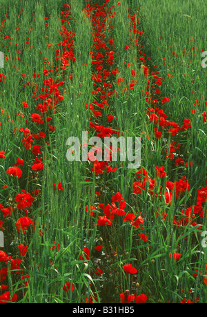 Rows Of Poppies In Wheat Field Stock Photo - Alamy