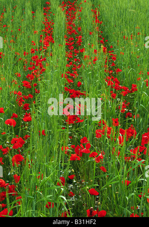 Rows of poppies in wheat field Stock Photo