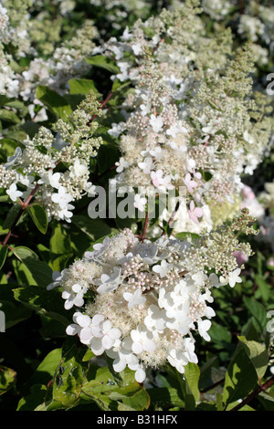 HYDRANGEA PANICULATA CHANTILLY LACE Stock Photo - Alamy
