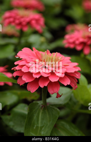 Magellan Coral Zinnia flowers during the summer months at Prescott Park in Portsmouth New Hampshire USA Stock Photo
