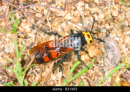 Mammoth Wasp, Megascolia maculata. Female on ground. Top view Stock Photo