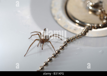 Spider in the bath, 'house spider' by plug in bath