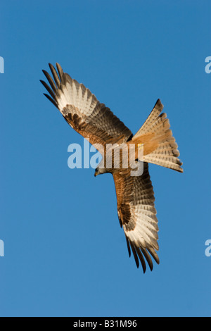Milvus milvus red kite in Flight Stock Photo