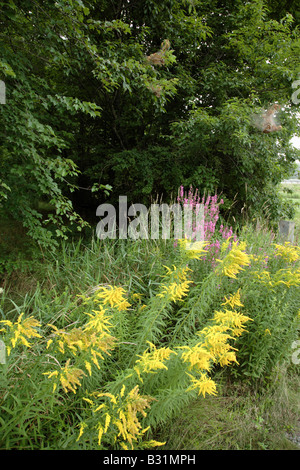 Golden Rod Salidago in a New England forest during the summer months The Golden Rod is part of the Aster family Stock Photo