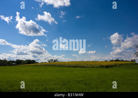 A field of sunflowers ready for harvest in Newbury Massachusetts Stock Photo