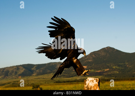 Golden Eagle (Aquila chrysaetos) flying Stock Photo