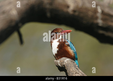 The White-throated Kingfisher, Halcyon smyrnensis, also known as the White-breasted Kingfisher or Smyrna Kingfisher. Stock Photo