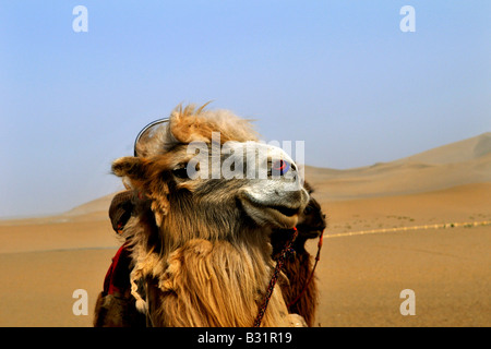 Beautiful double hump camel in the Gobi desert Stock Photo