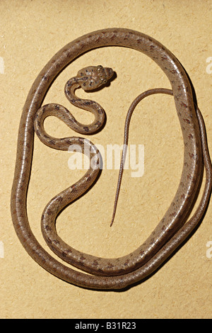 BEDOME'S CAT SNAKE. Boiga beddomei. Mildly Venomous, Common. Arboreal and Nocturnal in nature. Stock Photo