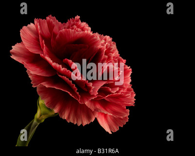 Macro Close Up of Red Carnation Flower on Black Background Stock Photo