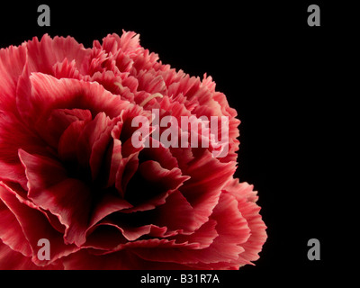 Macro Close Up of Red Carnation Flower on Black Background Stock Photo