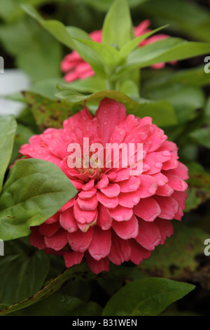 Magellan Coral Zinnia flowers during the summer months at Prescott Park in Portsmouth New Hampshire USA Stock Photo