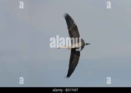 Grey Heron Ardea cinerea in flight Stock Photo