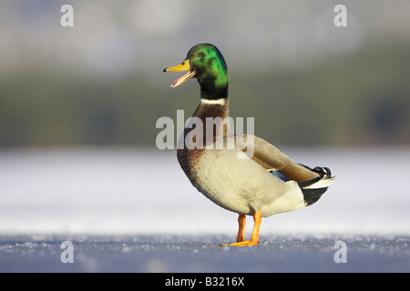 Mallard Duck (Anas platyrhynchos), adult male standing on ice in winter Stock Photo