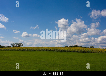 A field of sunflowers ready for harvest in Newbury Massachusetts Stock Photo