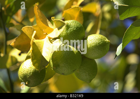 Green lemons hanging from a tree Stock Photo