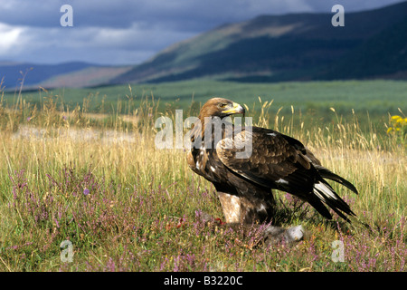 Golden Eagle (Aquila chrysaetos) sitting on the ground with prey in its talons Stock Photo