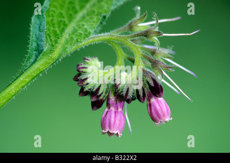 Common Comfrey (Symphytum officinale), flowering Stock Photo