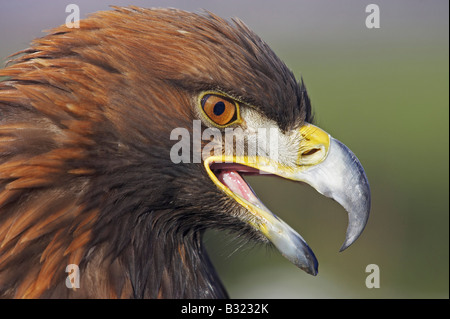 Golden Eagle (Aquila chrysaetos), adult calling Stock Photo