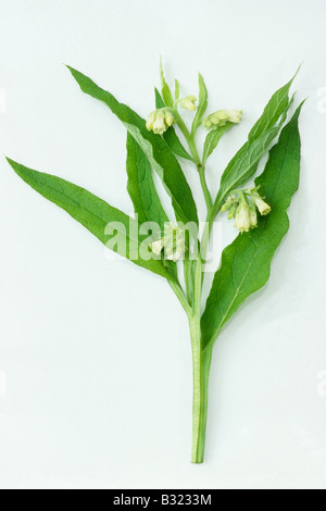 Common Comfrey (Symphytum officinale), flowering plant, studio picture Stock Photo