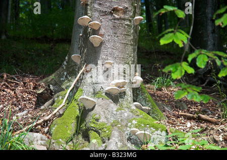 Red Banded Polypore mushroom tree fungi Fomitopsis pinicola Stock Photo