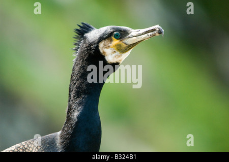 Cormorant, Phalacrocorax carbo, Atlantic, head shot in breeding plumage at nesting colony Stock Photo